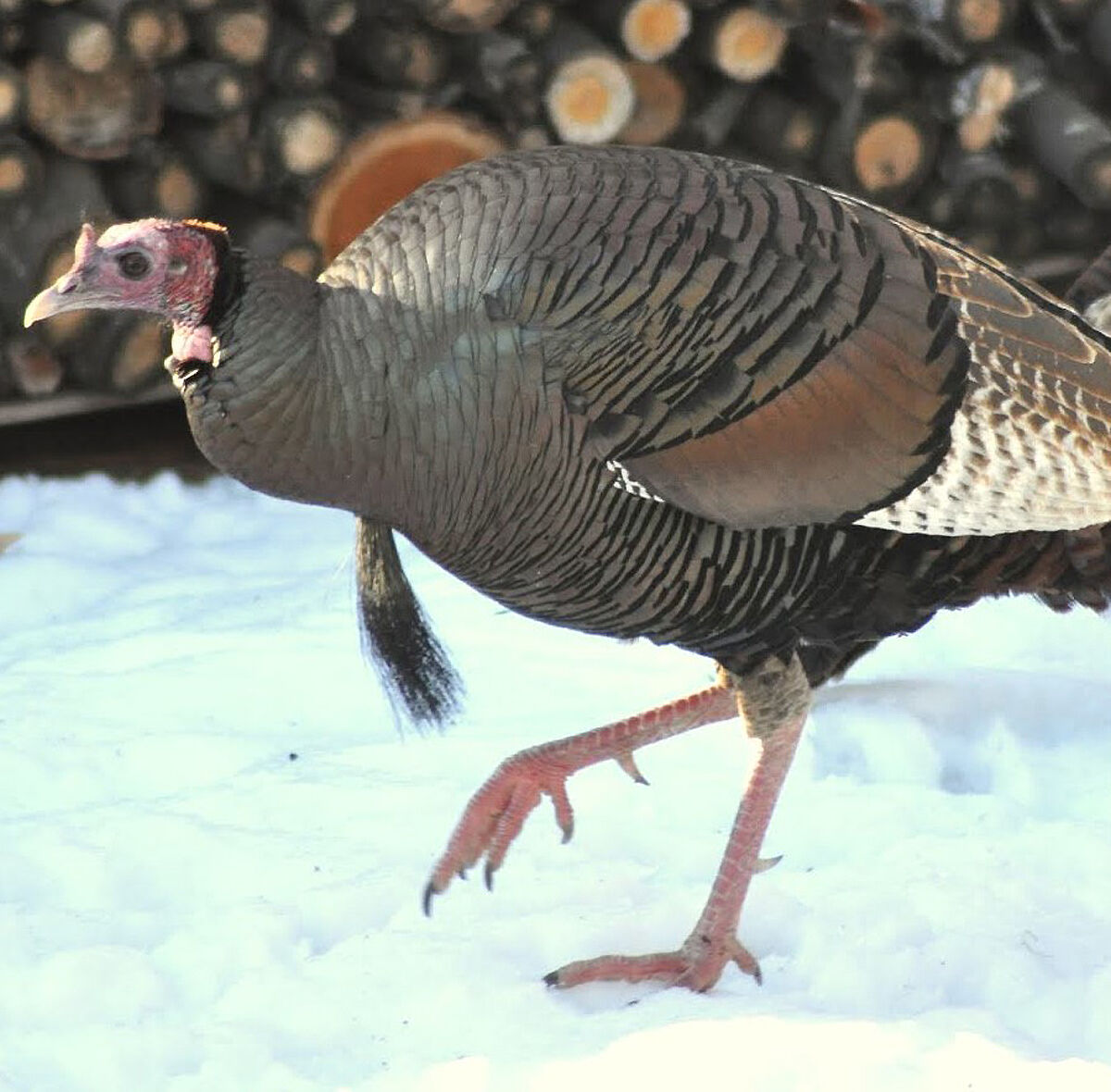 Wild turkey